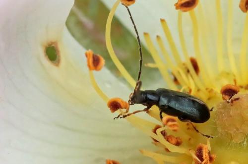Réf. 231 003 : Luperus sp.
